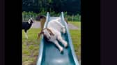 Goats play on a slide at Manorafon Farm Park