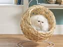 Aldi’s Cat Egg Chair sold out in minutes, proving how much we love to spoil our cats
