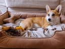 Best dog beds 2021: stylish, comfortable dog beds for kinds of dogs, and every owner’s budget