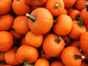 Recently harvested orange pumpkins