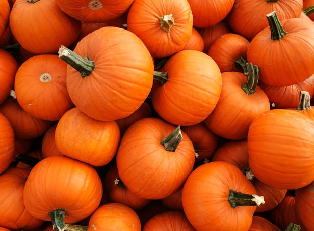 <p>Recently harvested orange pumpkins</p>