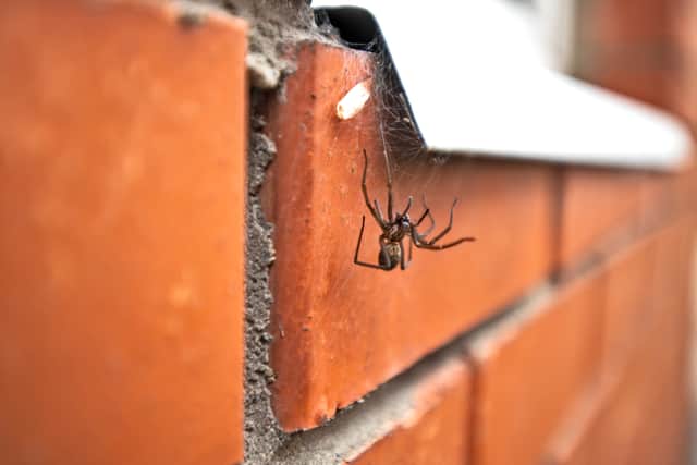 Spider season is here but is it okay to remove spiders from your home and put them outside?