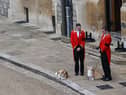 Queen Elizabeth II’s corgis watched on as Her Majesty’s coffin arrived at Windsor Castle for the Committal service on Monday 19 September.