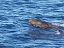 Holidaymaker Sarah Craven believes she saw two crocodiles off the coast of Yorkshire - this is a still image taken from the video shared on Facebook.