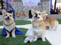 Corgi sales soar following Queen Elizabeth’s death