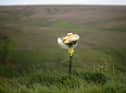 Floral tributes overlook Saddleworth Moor where the body of missing Keith Bennett may be buried.