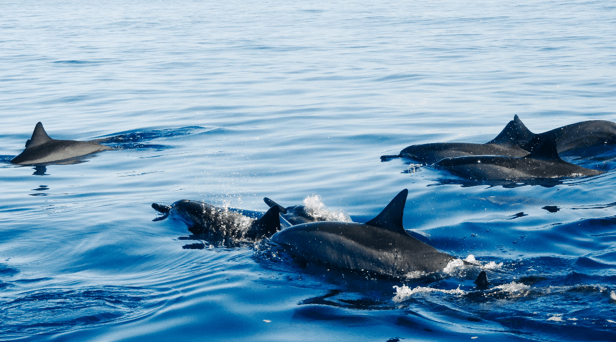 Dolphins spotted in UK waters as pod swim happily alongside RNLI boat - watch video taken of sighting 