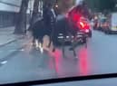 Screen grabs showing the bizarre moment three horses galloped through traffic - in the middle of London. 