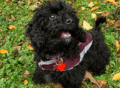 Warning to dog owners after ‘heartbroken’ woman’s puppy dies of highly infectious parvovirus disease