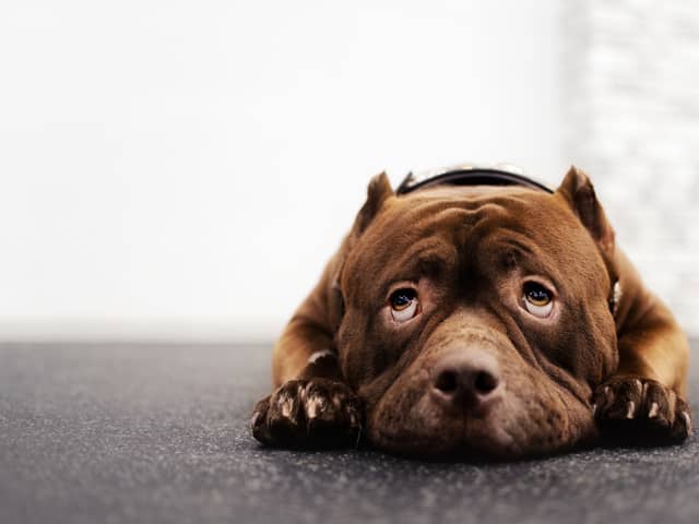 The RSPCA has launched its Summer Cruelty Campaign.