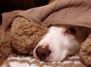 Bonfire night can be a stressful time for pets