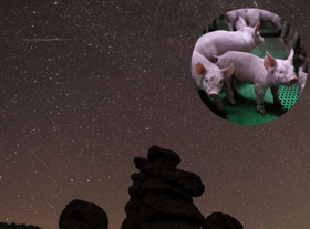The digestive problems of pigs may have solved a Mars meteorite mystery