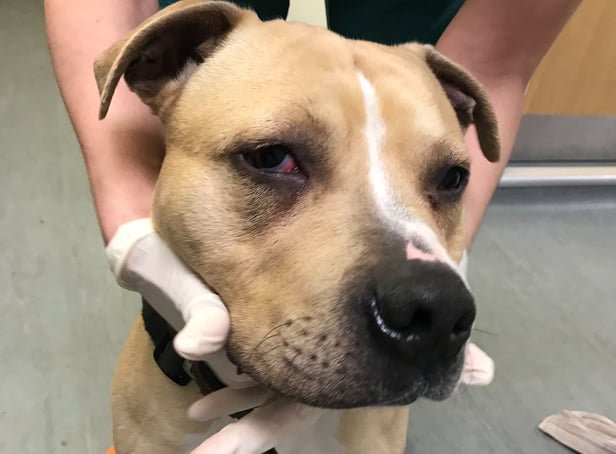 <p>Adam Wardle, 23, was captured on CCTV attacking a three-year-old Mastiff Cross named Bobby, with a mop behind a bin store earlier this year. </p>