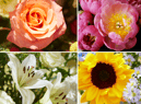 Bloom and Wild floral experts have revealed the most popular flowers to get as tattoos