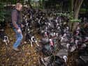 Childerhouse, who runs 35-acre Whews Farm in Norfolk, had to cull his 10,000-strong flock of turkeys earlier this autumn. 