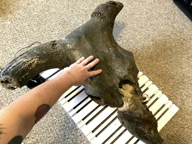 The auroch skull that Dannielle Keys found on Blyth Beach measures  2.5ft long, though it has been said the horns of the animal where 80cm long