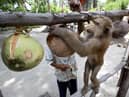 A Thai monkey trainer works with a monkey showing it how to collect coconuts at the Samui Monkey Center on Samui island