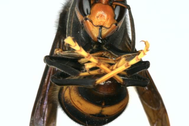 Pictured Asian Hornet that was found in an elderly woman’s trousers.
