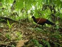 A bird thought to have disappeared from scientific study for 140 years has been rediscovered in Fergusson, Papua New Guinea