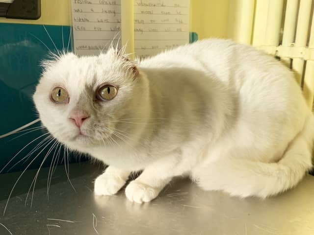 Two-year-old Gidget is in her prime despite needing parts of both ears removed after suspected cancerous scabs were found on her ear tips.