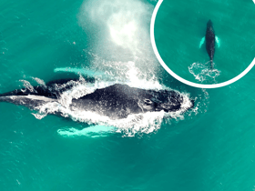 Gareth Tibbs caught rare footage of the whale swimming in waters off the shore of St Mary’s Island.