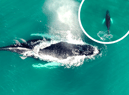 Gareth Tibbs caught rare footage of the whale swimming in waters off the shore of St Mary’s Island.