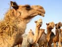 Camels are pictured at the camel market in the Erhaiya desert area.
