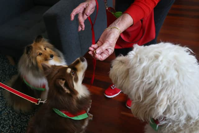 Can you feed a dog Christmas dinner? Items not to feed your pets from the Christmas dinner leftovers