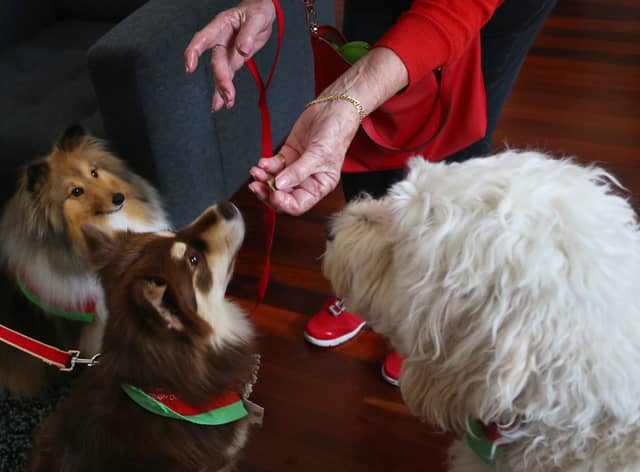 Can you feed a dog Christmas dinner? Items not to feed your pets from the Christmas dinner leftovers