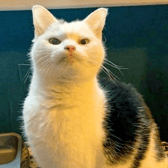 Britain’s most unwanted cat who can’t meow and is toothless has finally found her forever home in time for Xmas. 