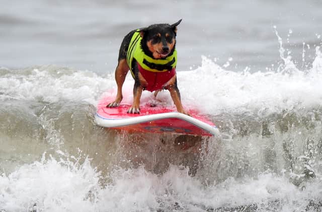 Life jackets are also recommended for puppies as they learn to wade through water