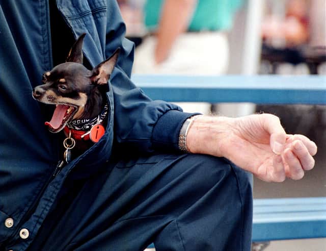 Smaller dogs are more likely to feel anxious which can make your worried puppy less responsive to commands