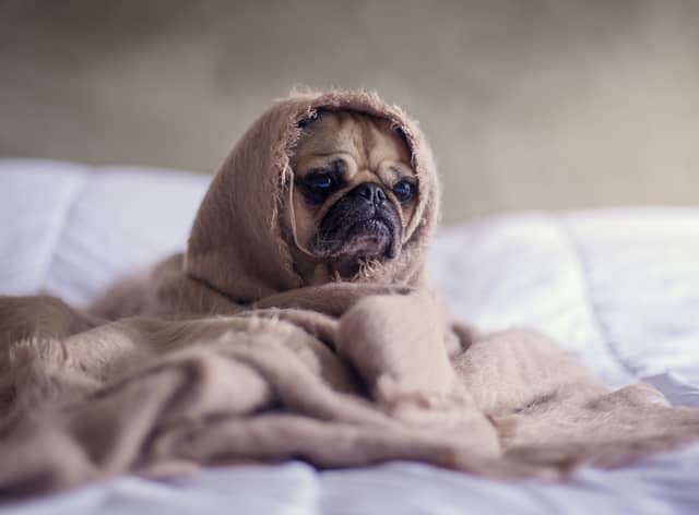 Should I get a dog? - Myths and misconceptions about owning a puppy according to experts 