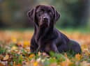 Labradors are one of the most stolen pets in the UK