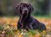 Labradors are one of the most stolen pets in the UK
