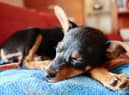 Dogs are the most commonly stolen pets, followed by birds and cats.