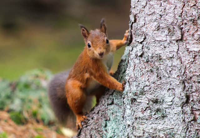 red squirrels still lay claim to parts of the UK but have retreated to more remote areas to avoid conflict with the Eastern Grey Squirrel.
