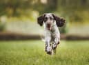 An English Springer Spaniel