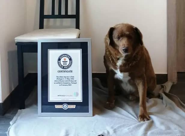 <p>Oldest dog ever: Bobi the Rafeiro do Alentejo farm dog from Portugal breaks Guinness World Record</p>