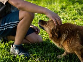 A dog groomer says owners should “set boundaries” with their pets to help keep their children and family safe. Stephanie Zikmann, 31, said that the rise in dog attacks has left her “fearful” and she wants to educate people on how to safely interact with their pets.