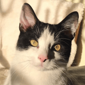 Willows Cat Adoption Centre 