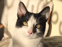 Willows Cat Adoption Centre 