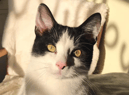 Willows Cat Adoption Centre 