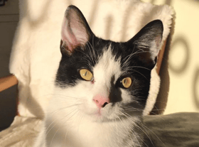 Willows Cat Adoption Centre 