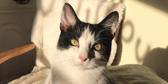 Willows Cat Adoption Centre 