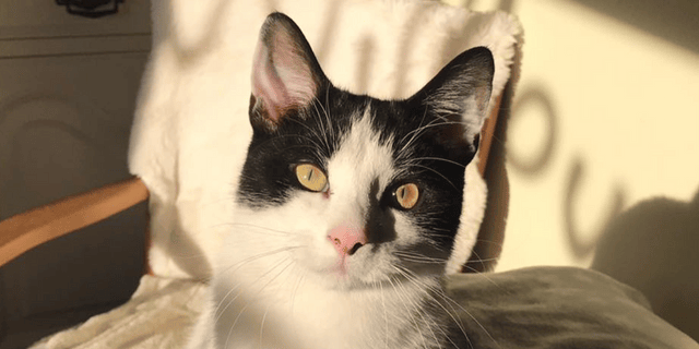 Willows Cat Adoption Centre 