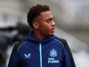 Newcastle United midfielder Joe Willock.  (Photo by Ian MacNicol/Getty Images)