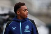 Newcastle United midfielder Joe Willock.  (Photo by Ian MacNicol/Getty Images)