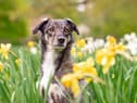 Here’s 10 spring blooms that could be toxic to your pets