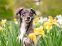 Here’s 10 spring blooms that could be toxic to your pets